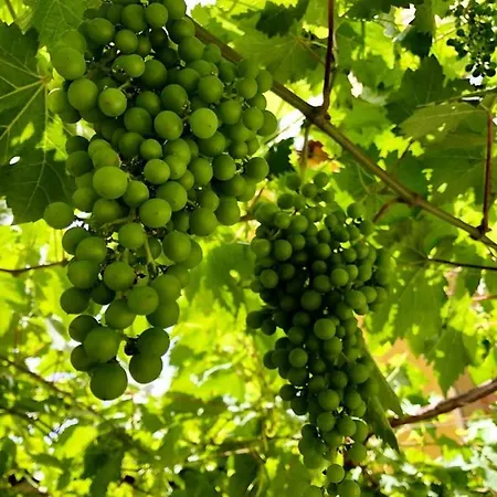 Rural Self Check In 24h Вилафлор