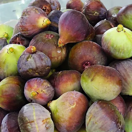 Rural Self Check In 24h Летний дом