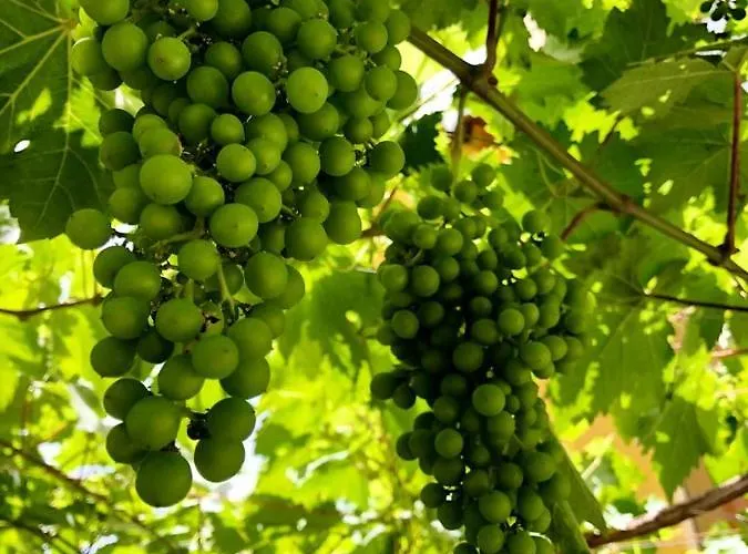 Rural Self Check In 24h فيلافلور